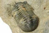 Multi-Toned Morocconites Trilobite Fossil With Austerops #354448-9